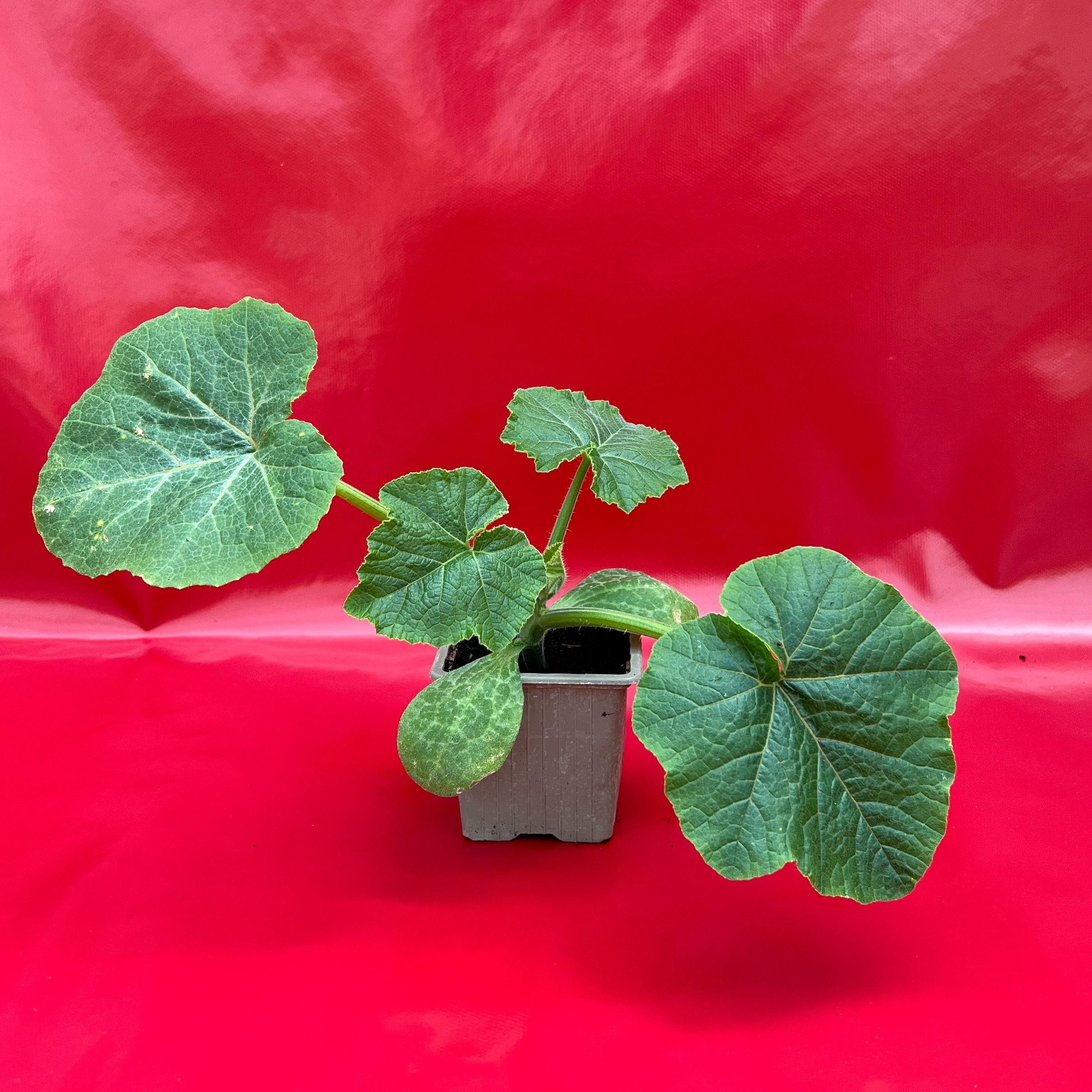 Plant Potiron Rouge Vif D'Etampes - 150g