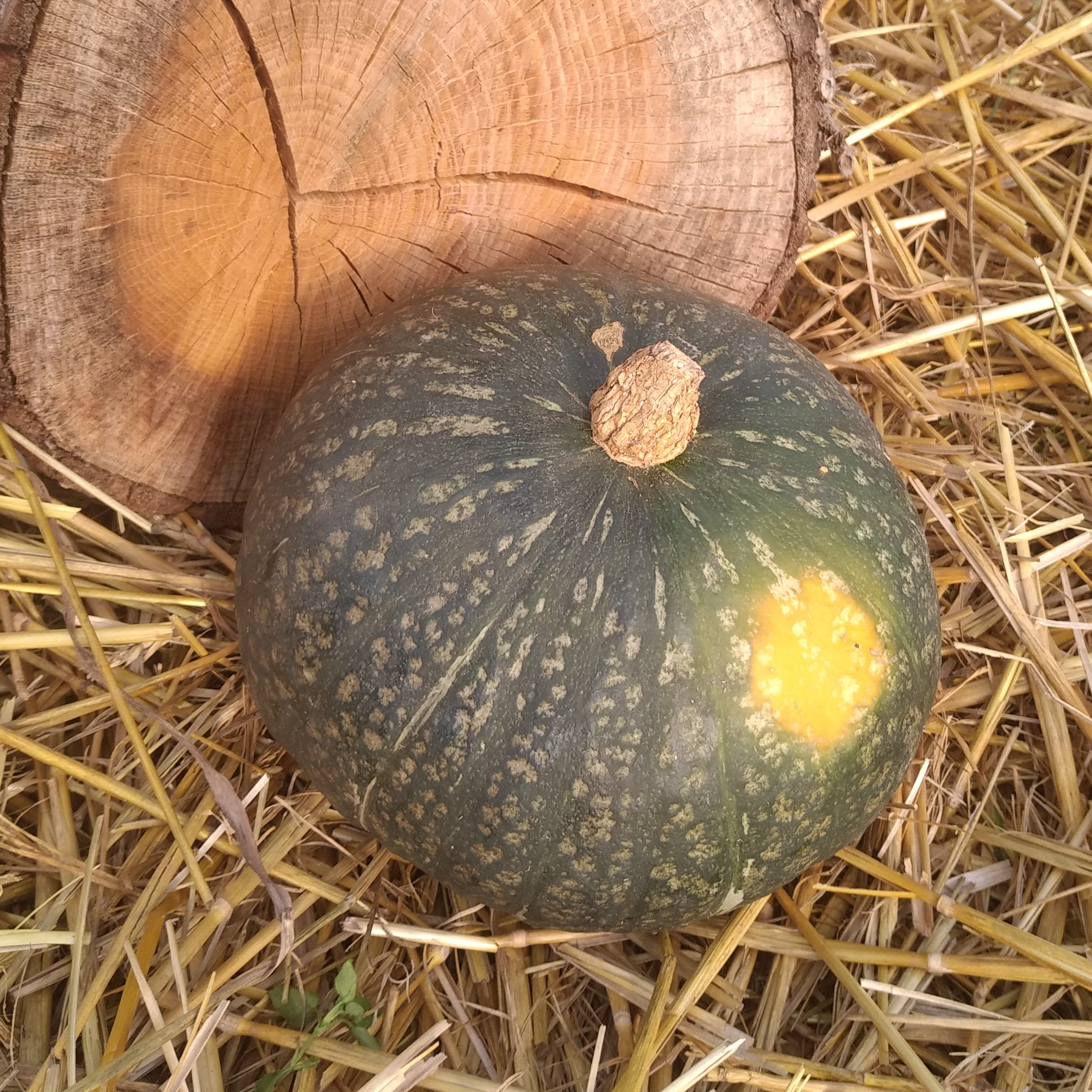 Courge Potimarron vert « Buttercup » - 1,25kg