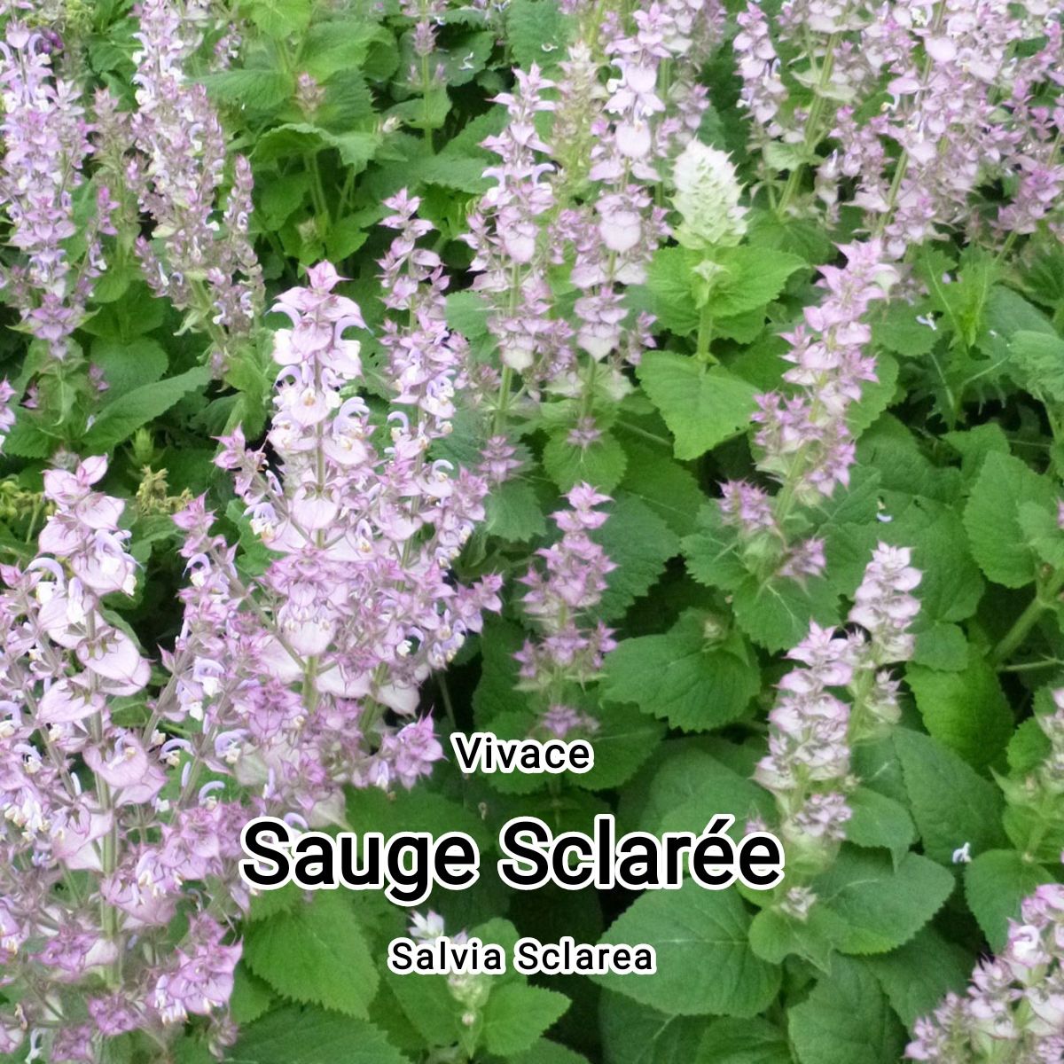 Plant Sauge sclarée "salvia sclarea" bio