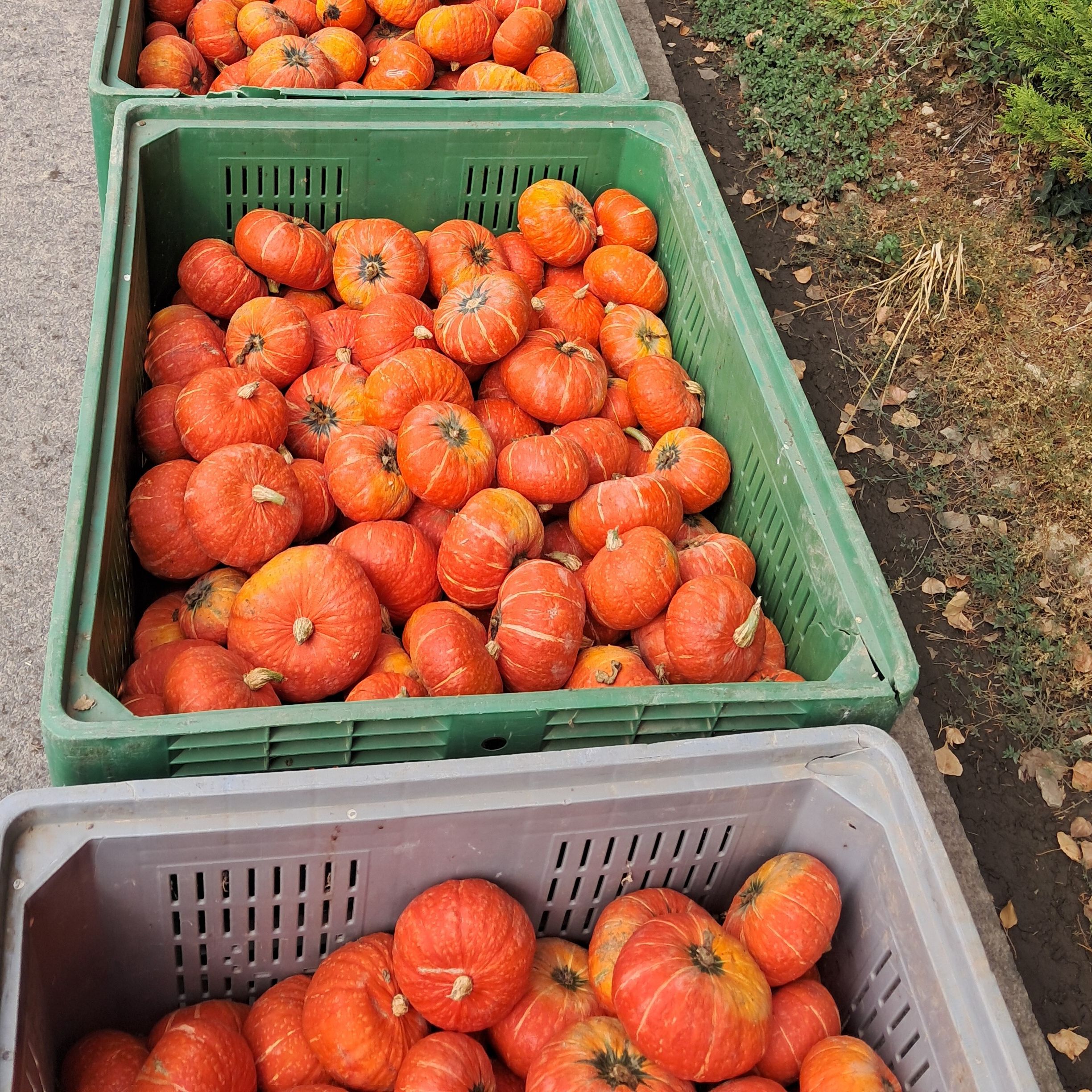 Courges: potimarron - 1kg