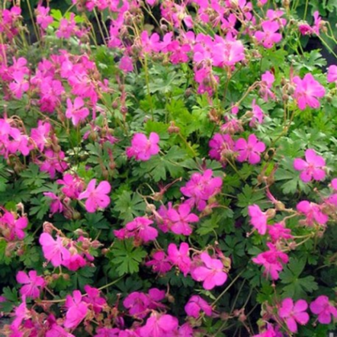 Geranium cantabrigiense ‘Crystal Rose’