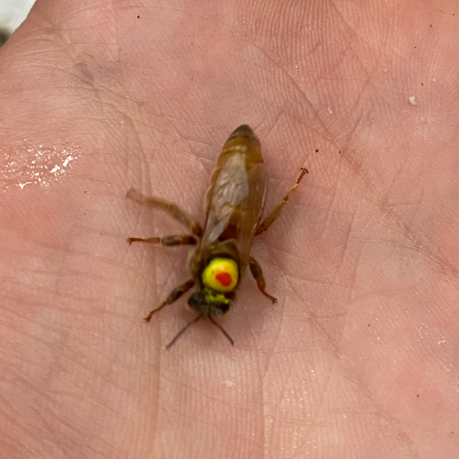 Reine vierge F1 - 20g