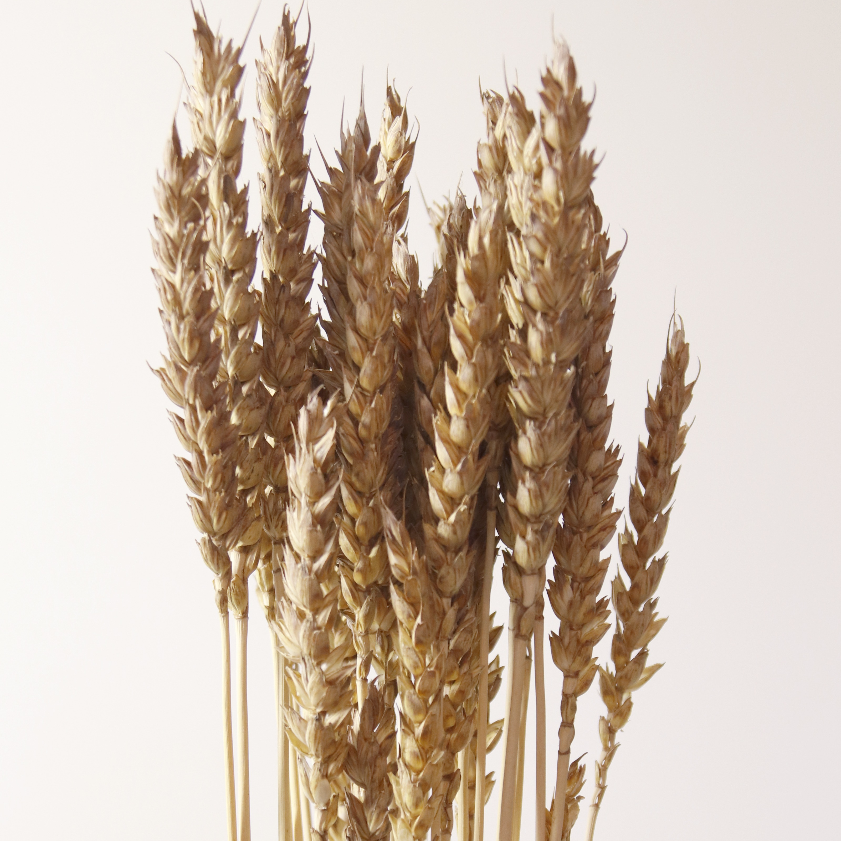 Blé Rouge de Bordeaux séché