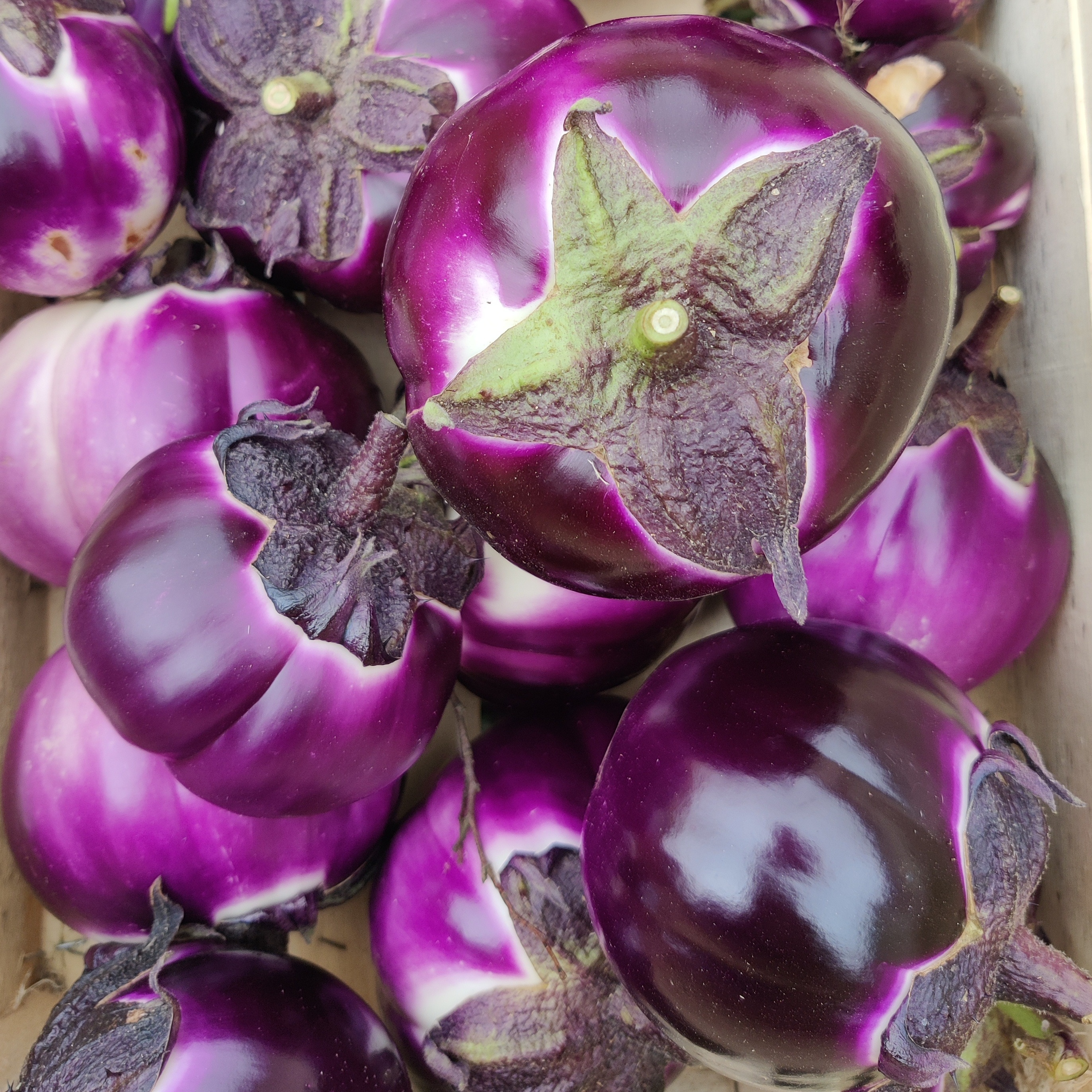 Aubergine Violette de Florence/Blanche (mélange)