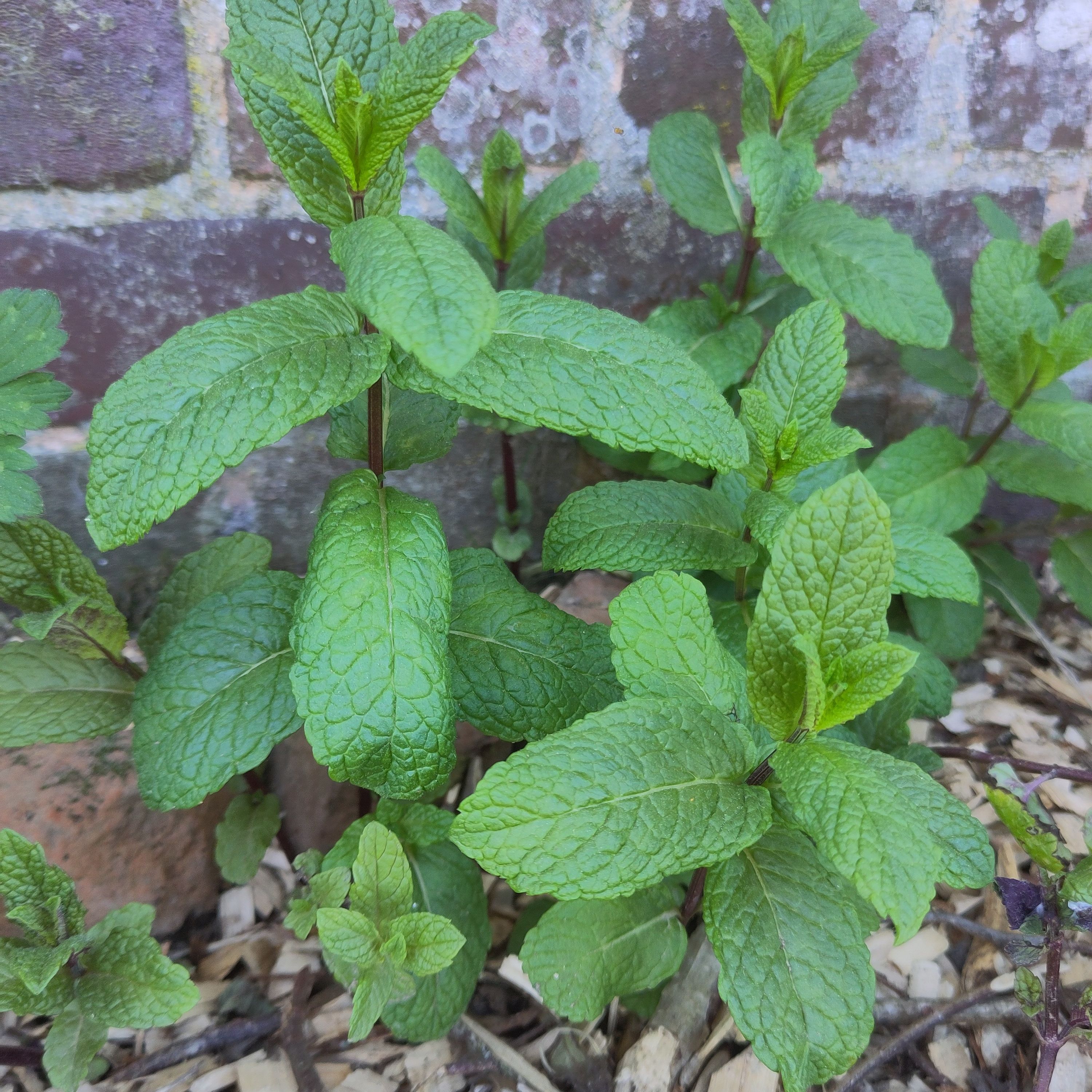 Menthe