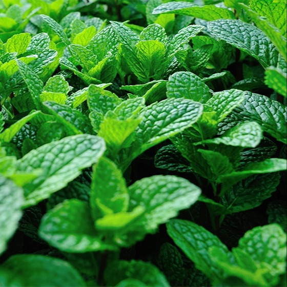 Bouquet de Menthe