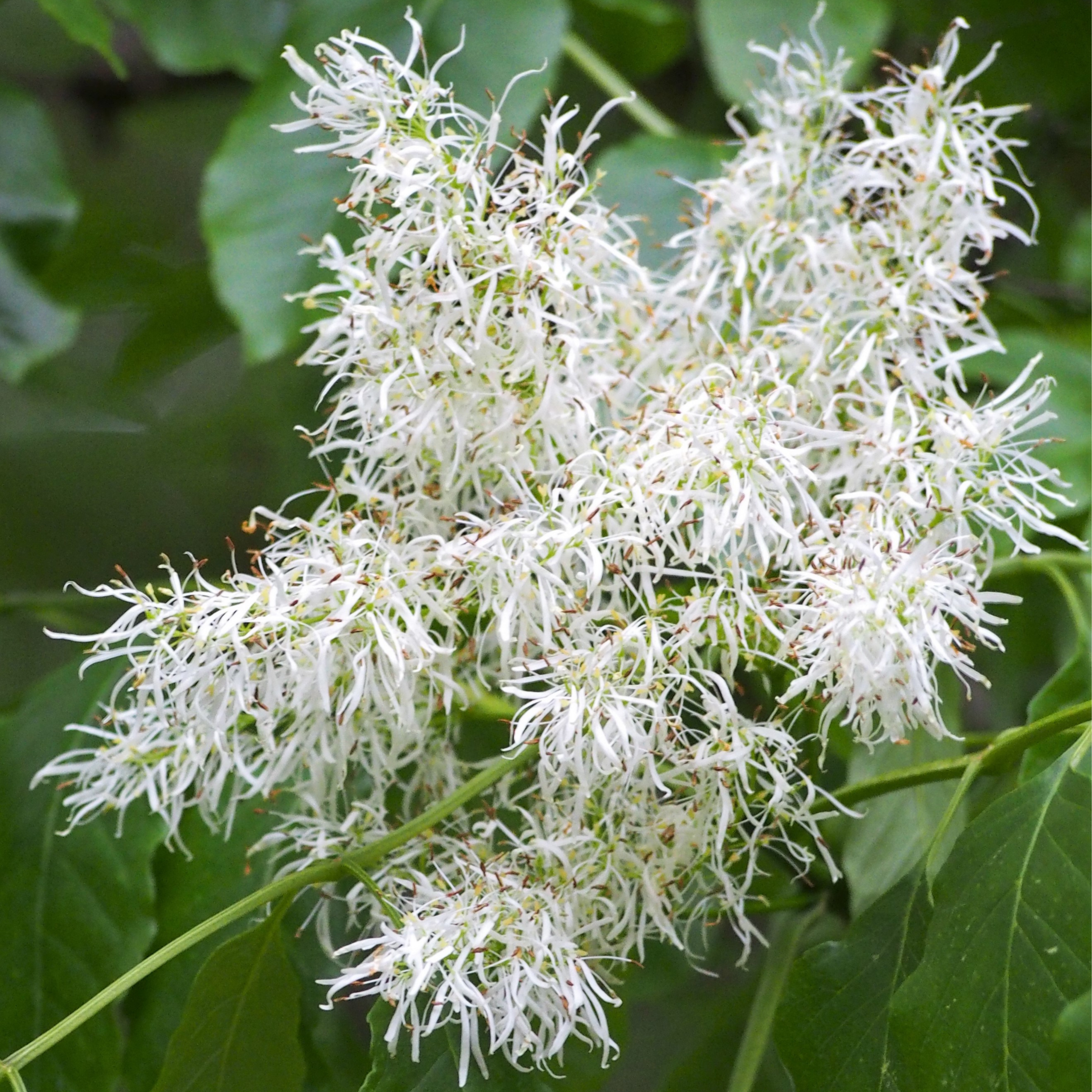 Frêne à fleur - pot 4L