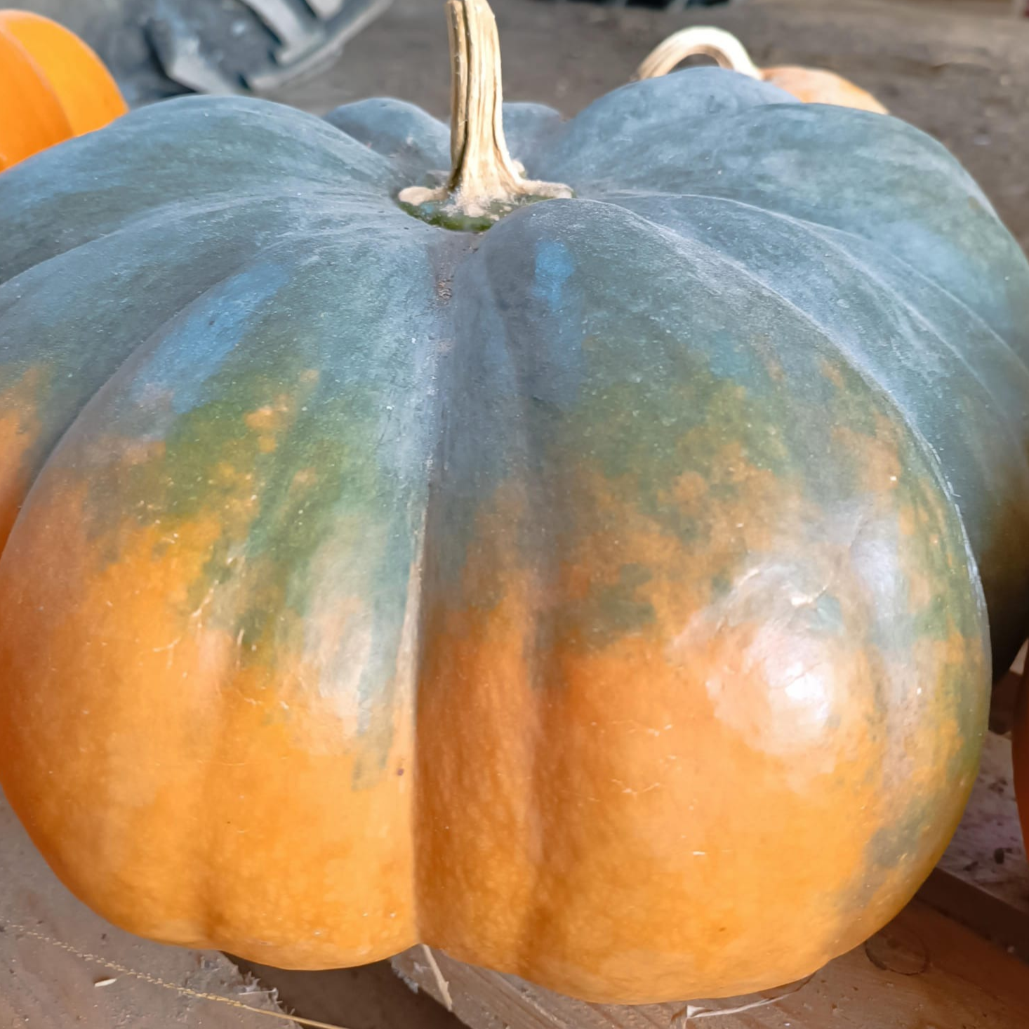 courge musquée de Provence - 1kg