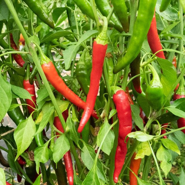 Piment très fort cayenne rouge - Sachet - 20g