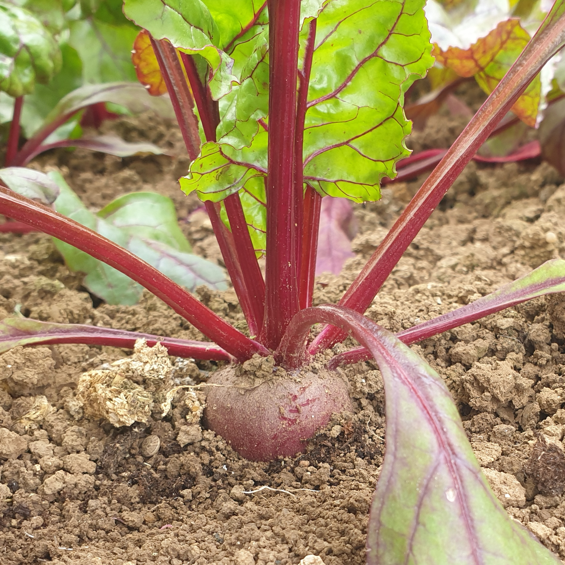 Betterave rouge - 500g