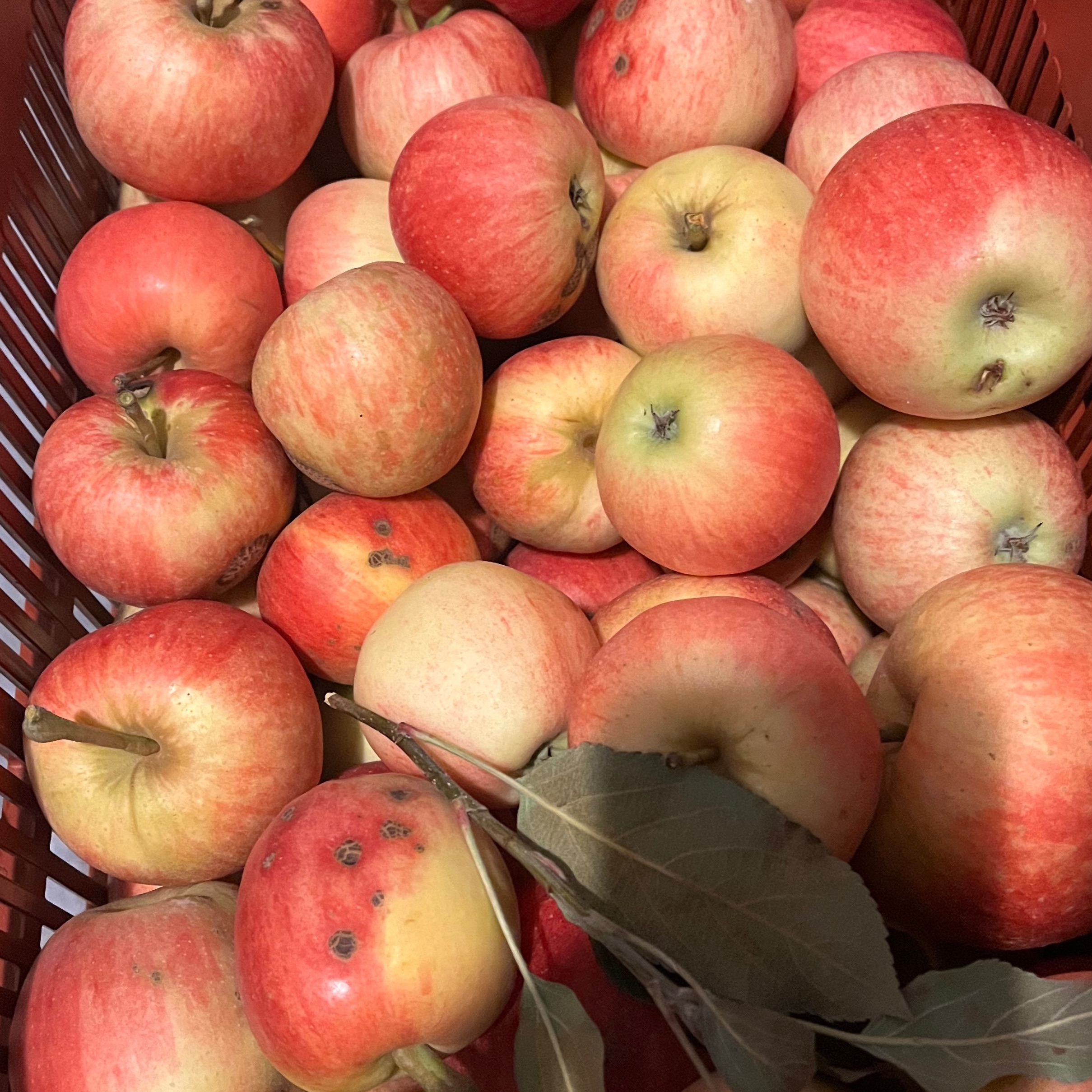 Pomme "2ème choix" - 2kg