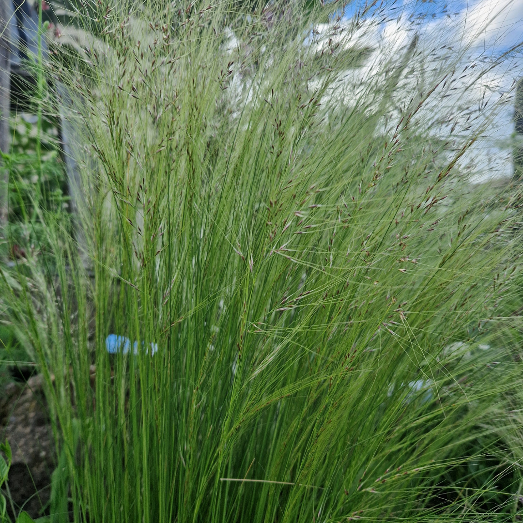 Stipa lessingiana