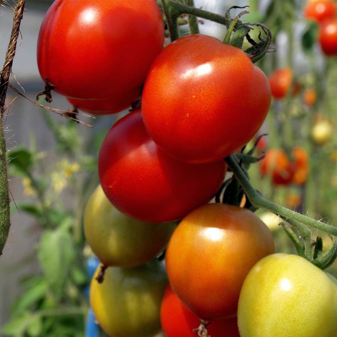 Plant Tomate Karos bio