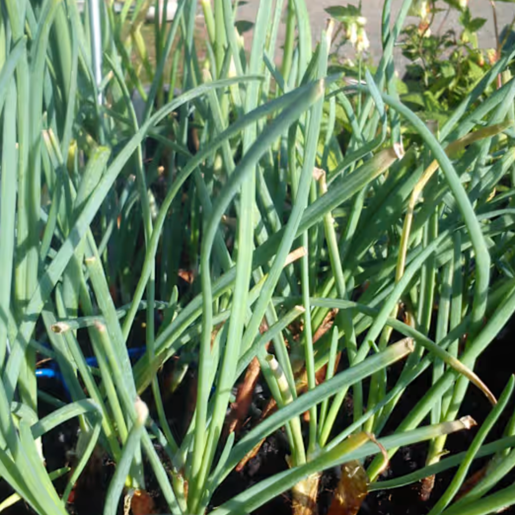 Cive de la Dôme Pot 2L