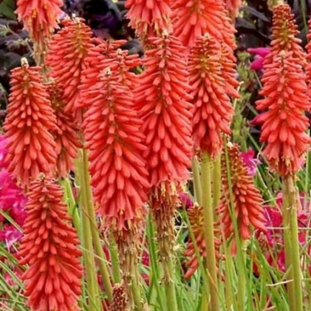 Kniphofia ‘Red Hot Popsicle’