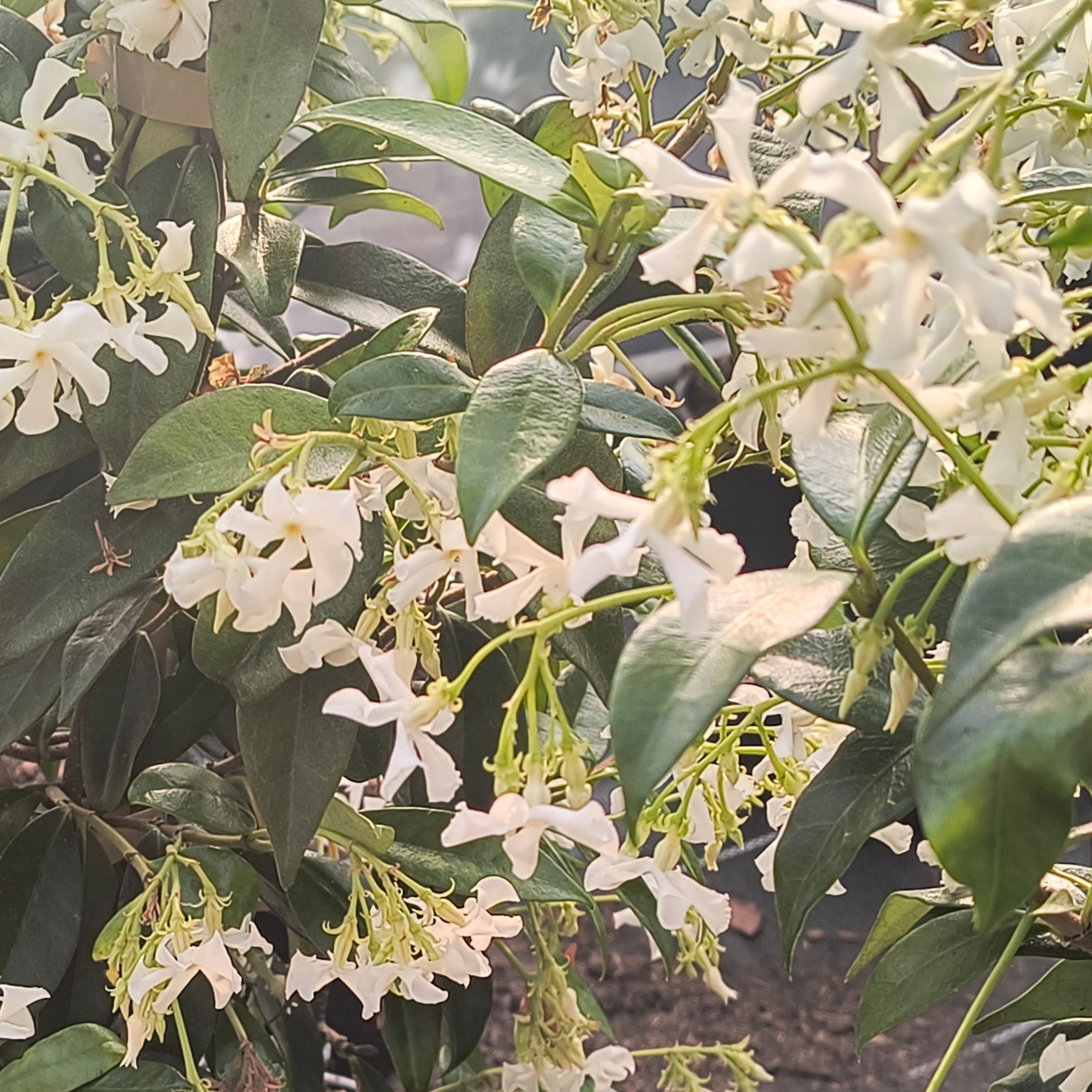 - Jasmin étoilé - Trachelospermum jasminoides - Pot 60/90