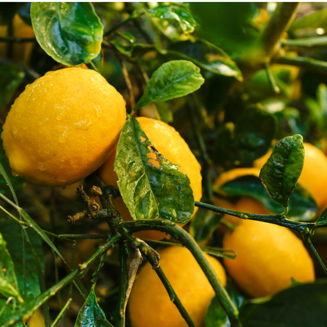 Citron Meyer - 5l