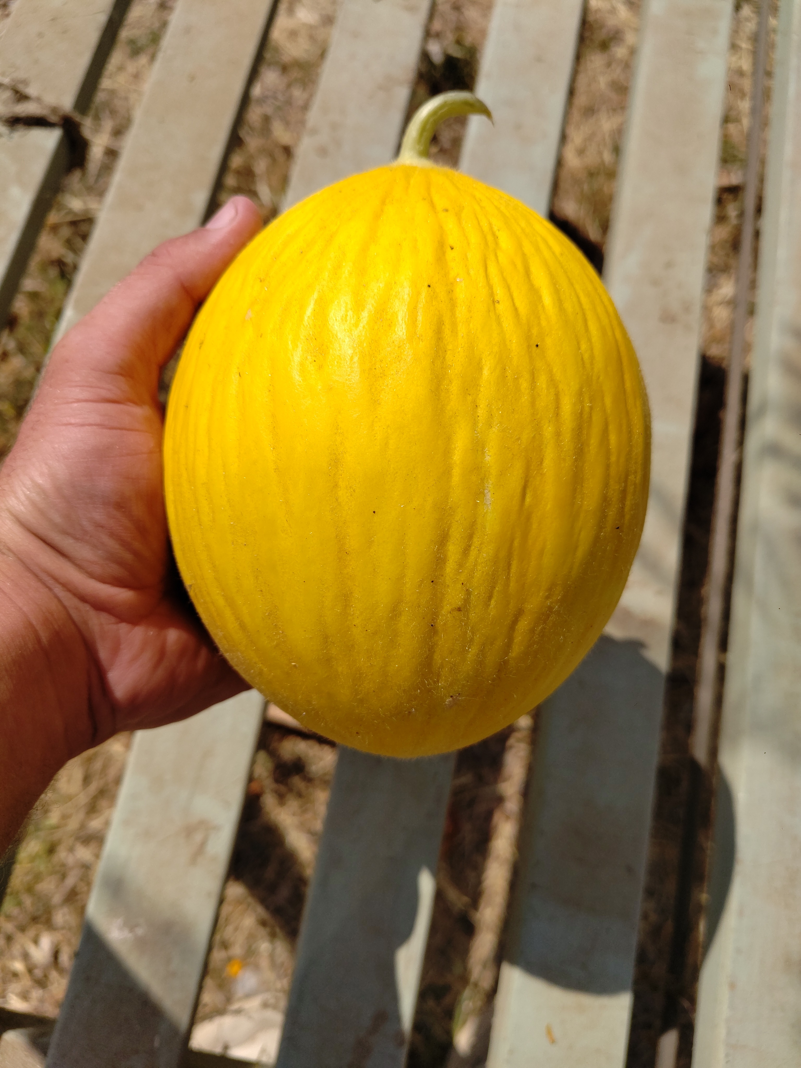 Melon jaune "Canaries" au kilo