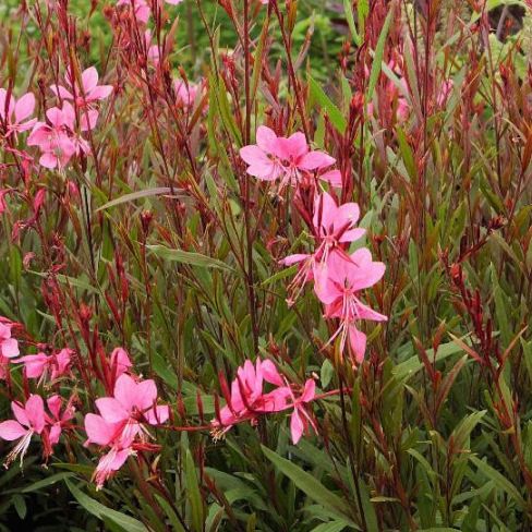 Gaura rose - Gaura lindheimeri "Siskiyou Pink"