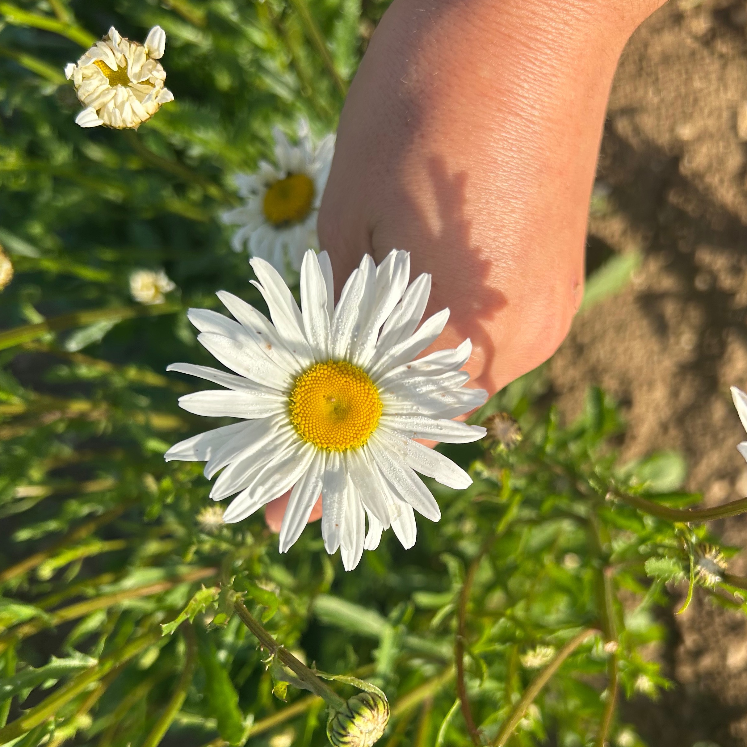 Marguerite leucanthemum