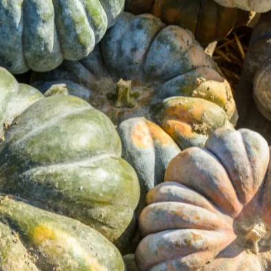 Courge musquée - non traité