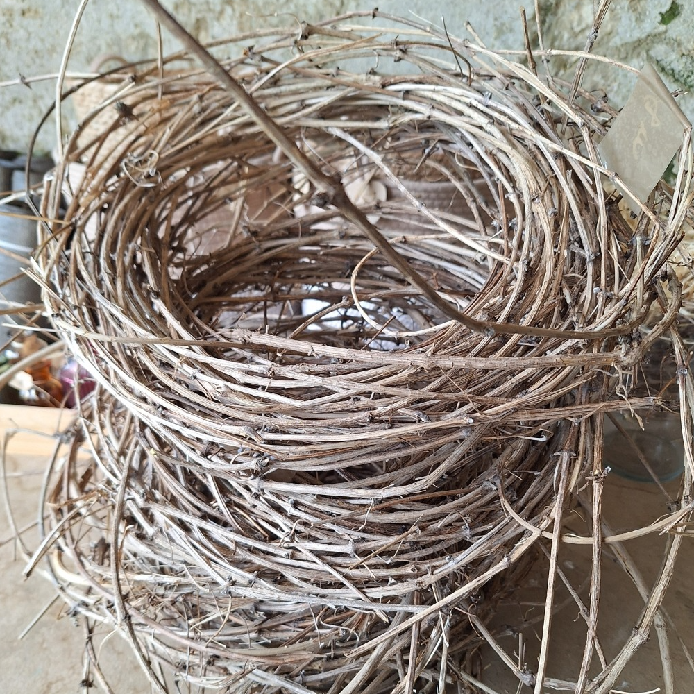 "Ruban des bois" clématite au mètre linéaire