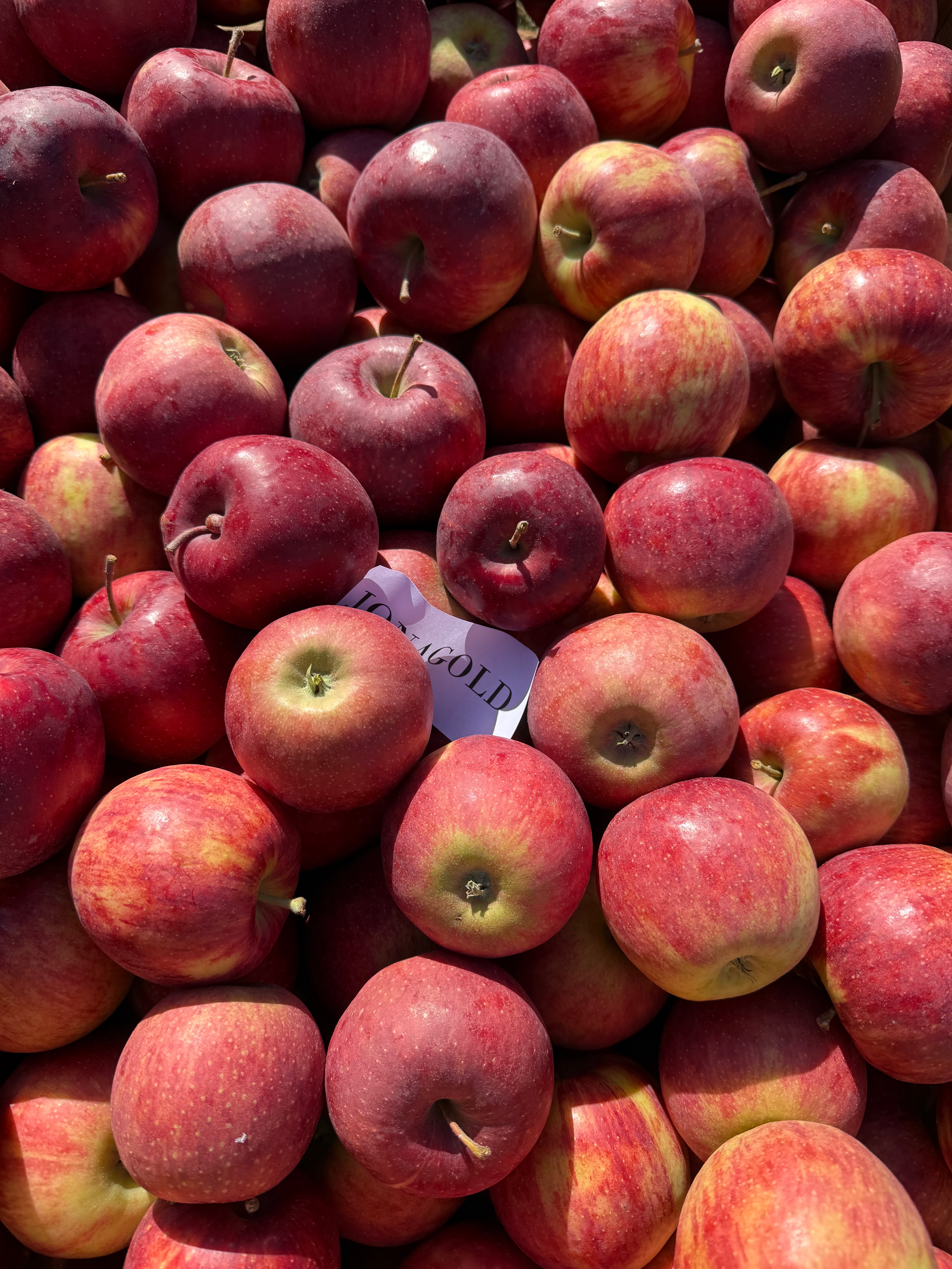 Pomme Royal Gala - 13kg