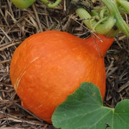Courge Potimarron orange Red Kuri