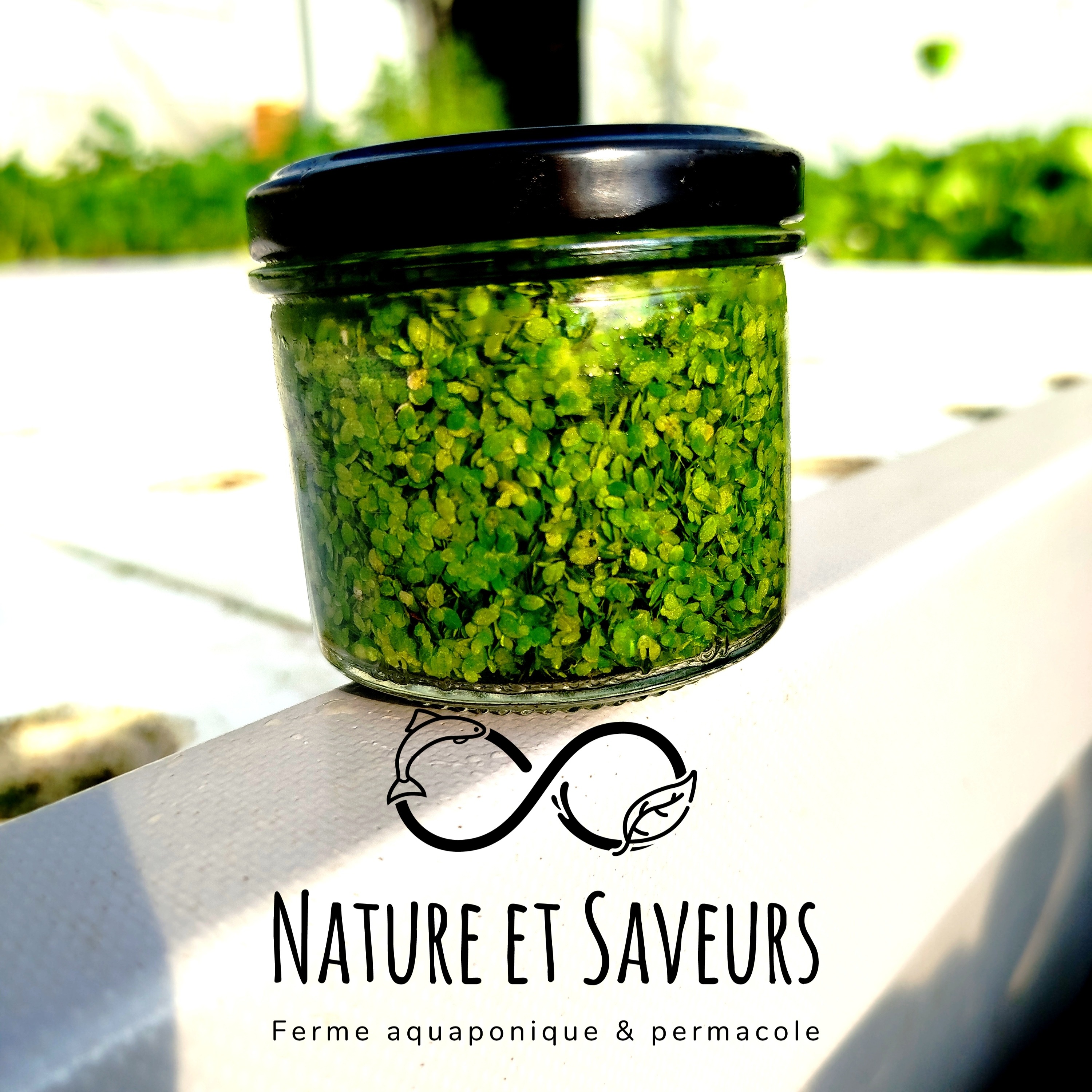 Lentille d'eau - 100g