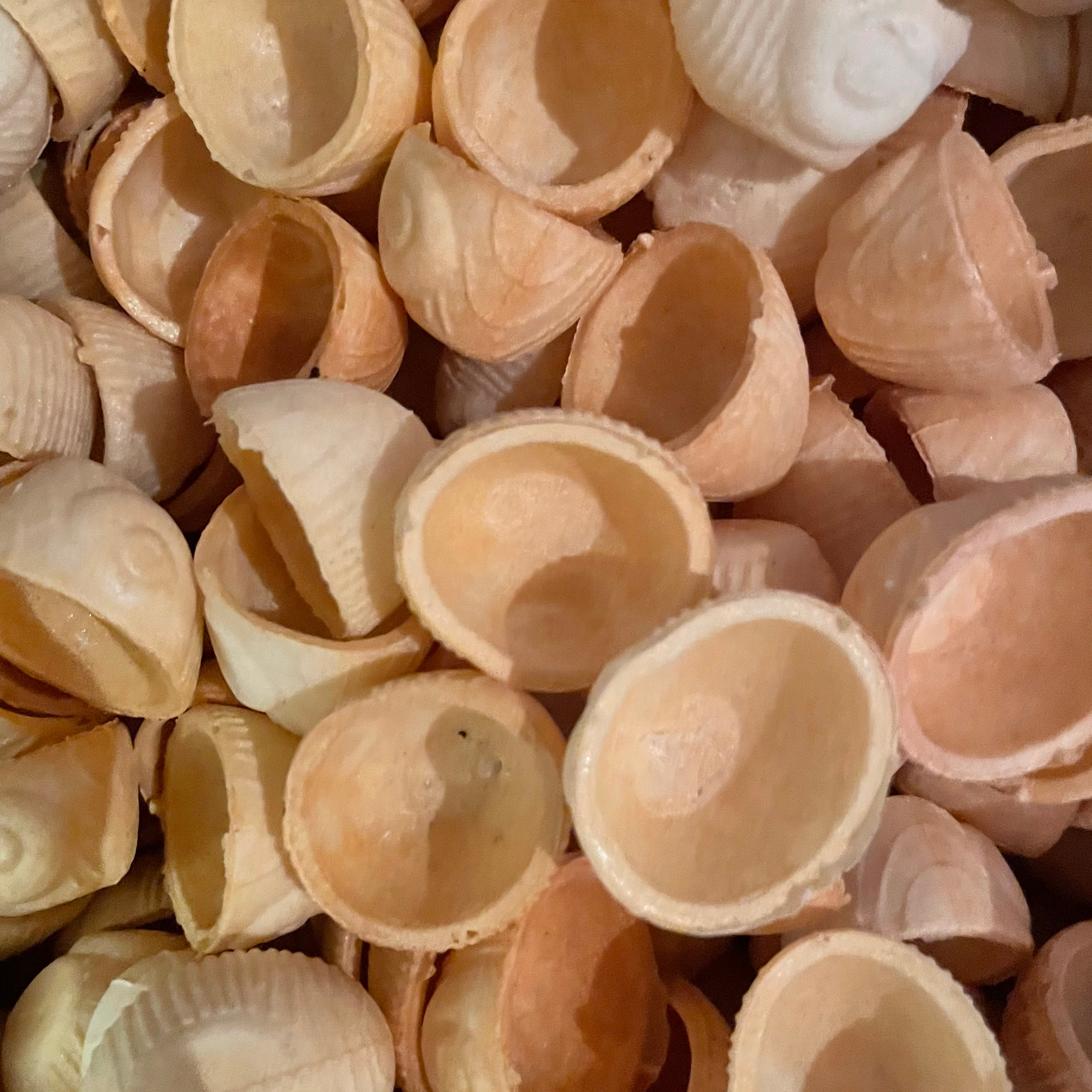 cRoquilles vides x36