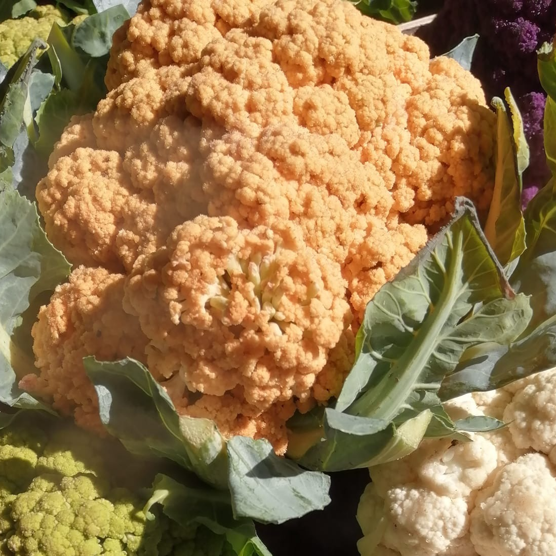 Choux Fleurs Orange - 0,6kg