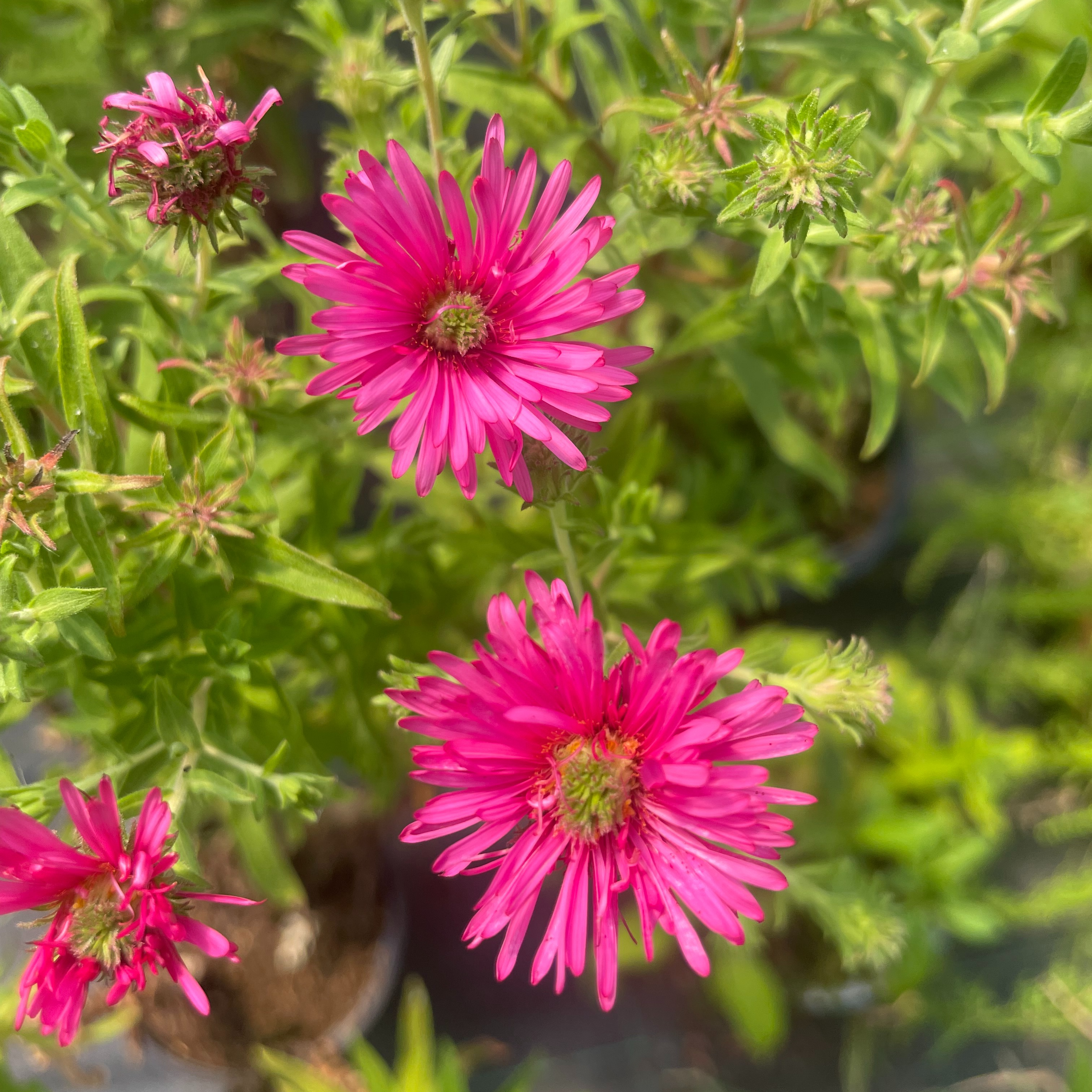 Aster 'Alma Potschke'