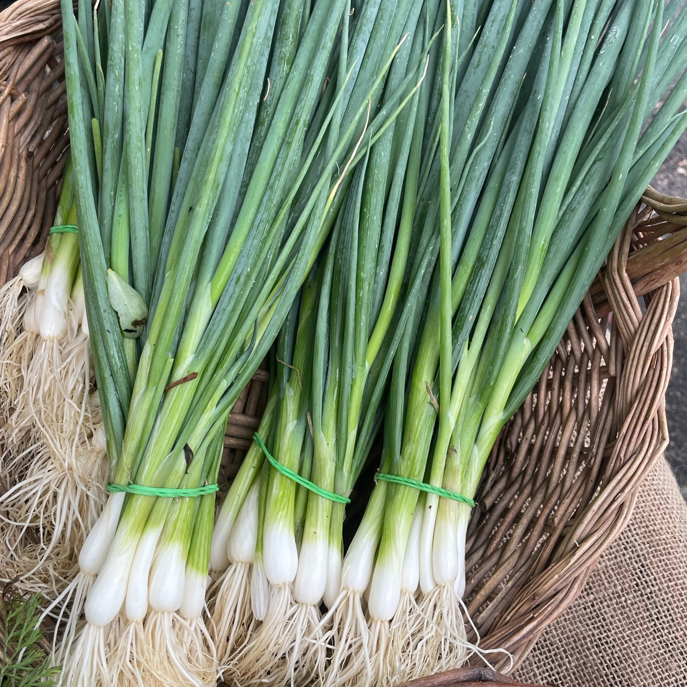 Cebette (oignon vert) - 145g
