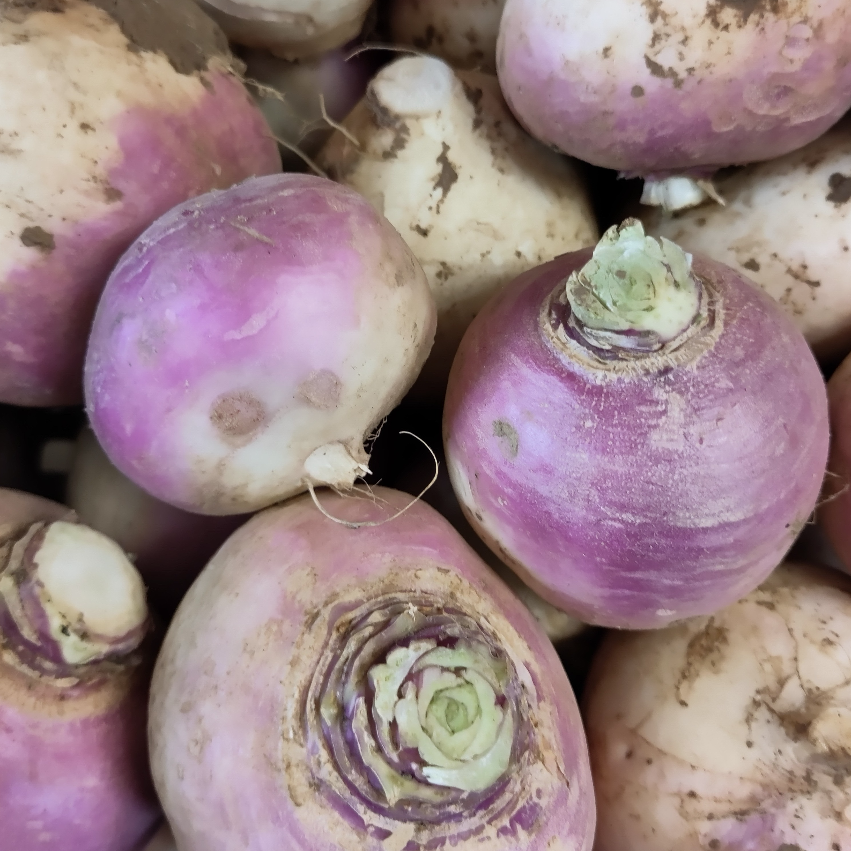 Navet  violet BIO