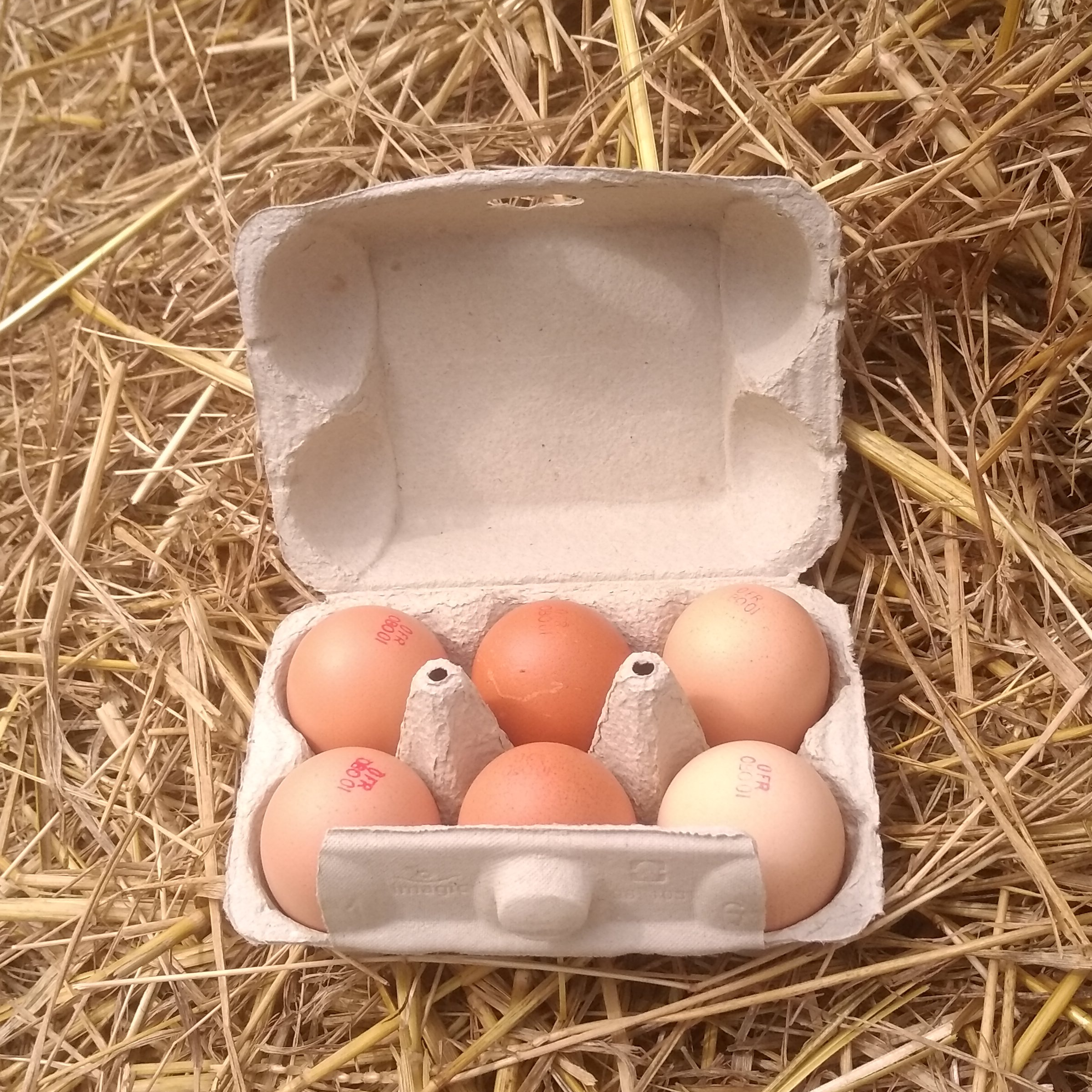 Oeufs bio x6