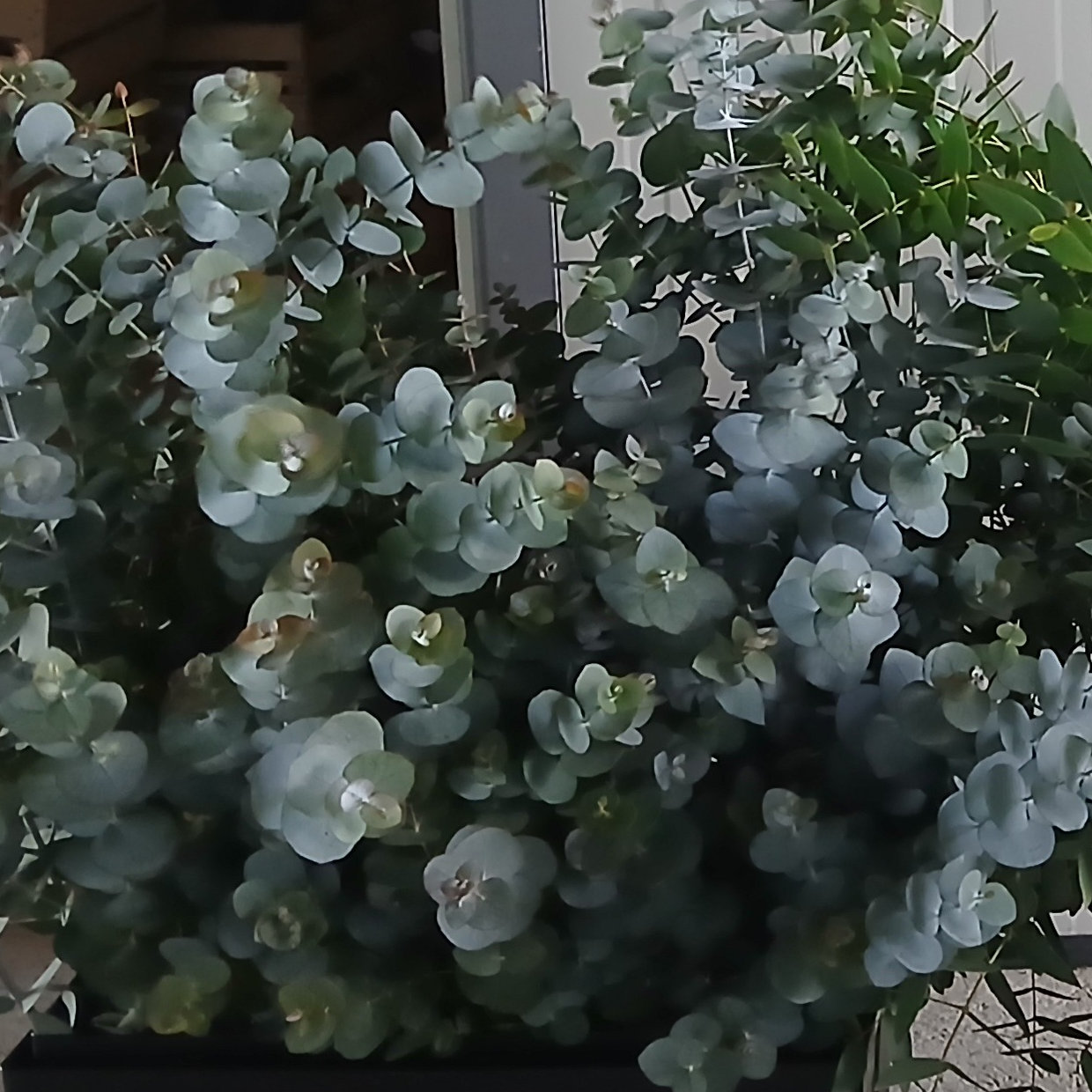 Eucalyptus cinerea 'silver dollar'