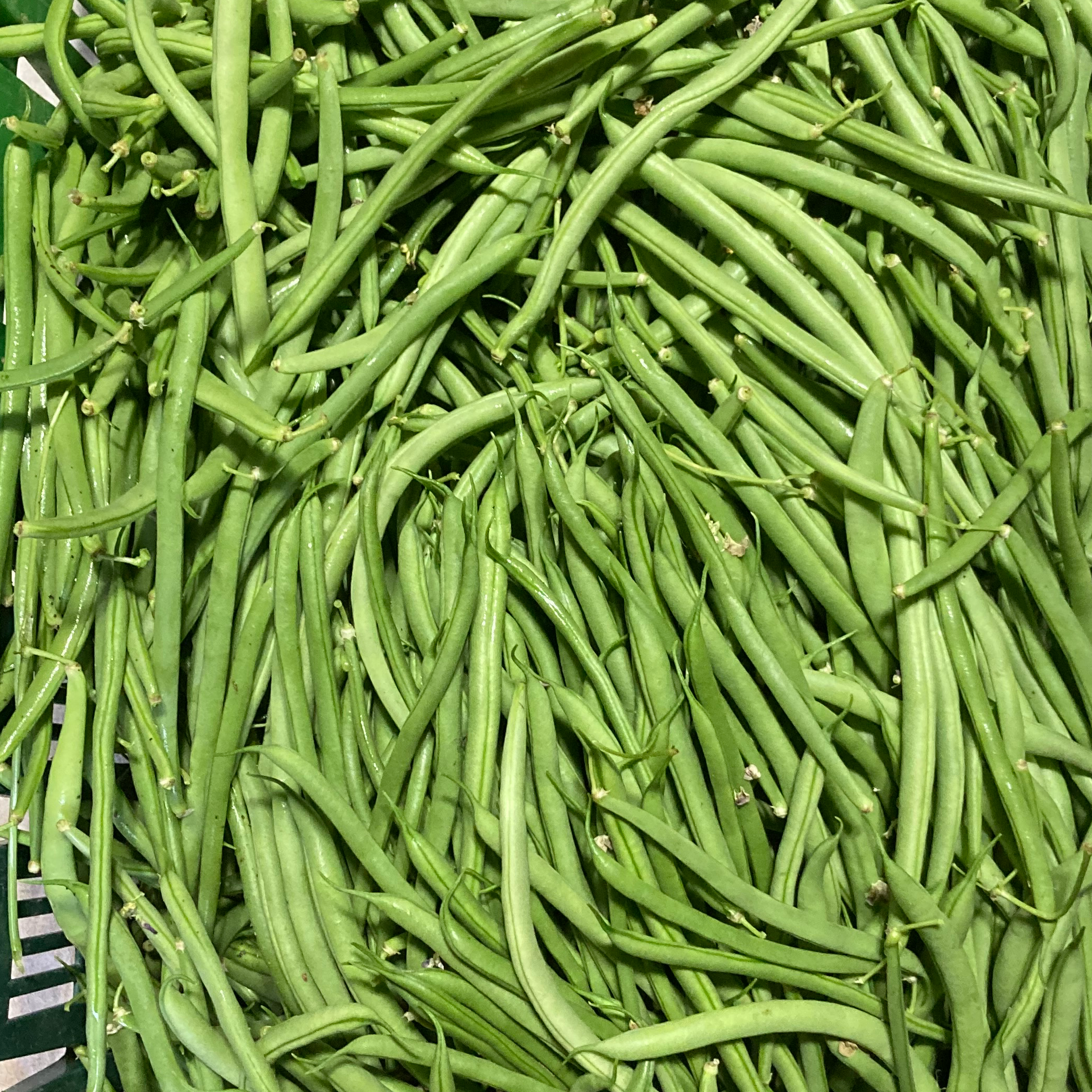 Haricots verts