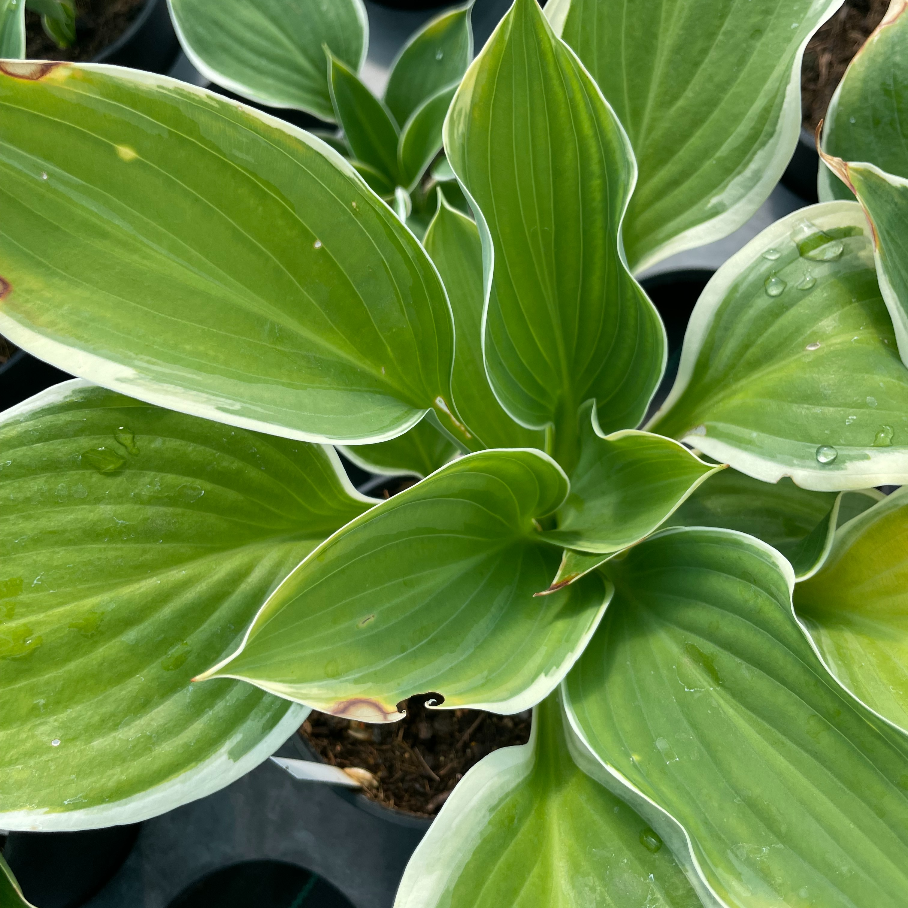 Hosta ‘Sagae’