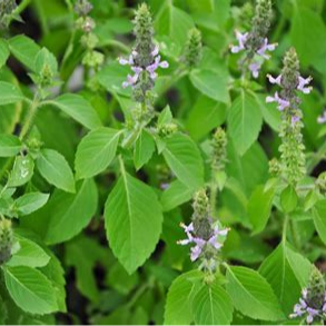 Plant - Aromatique / Basilic sacré tulsi