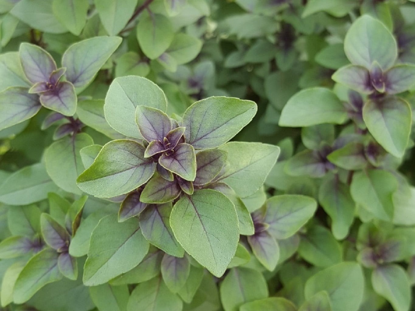 basilic réglisse