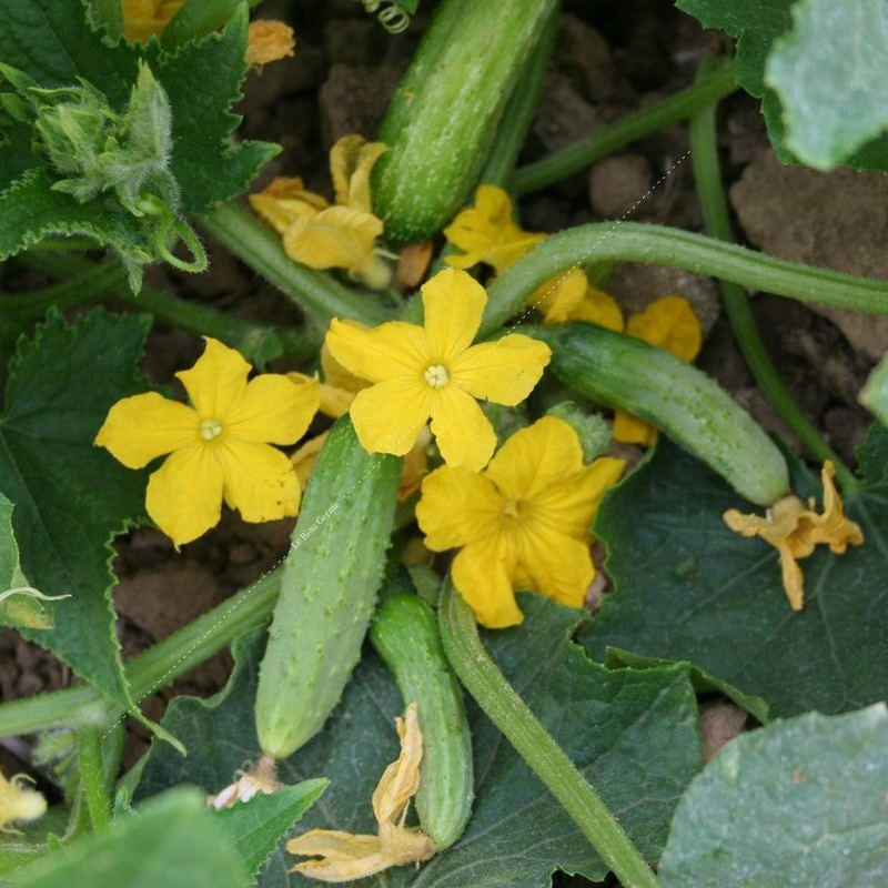 Cornichon  vert fin de Meaux en godet 8 cm