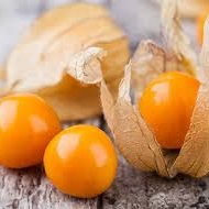 Plant de Physalis