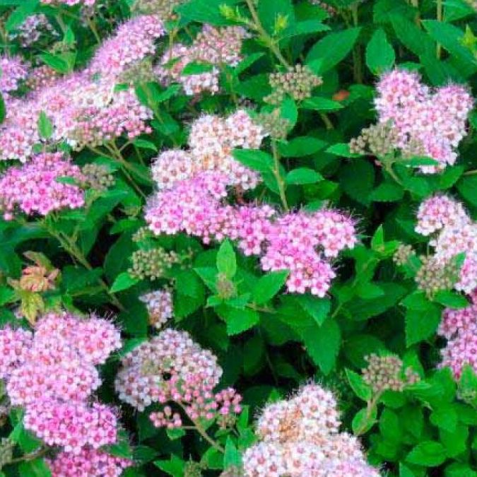 Spirée - Spiraea japonica "Little Princess"