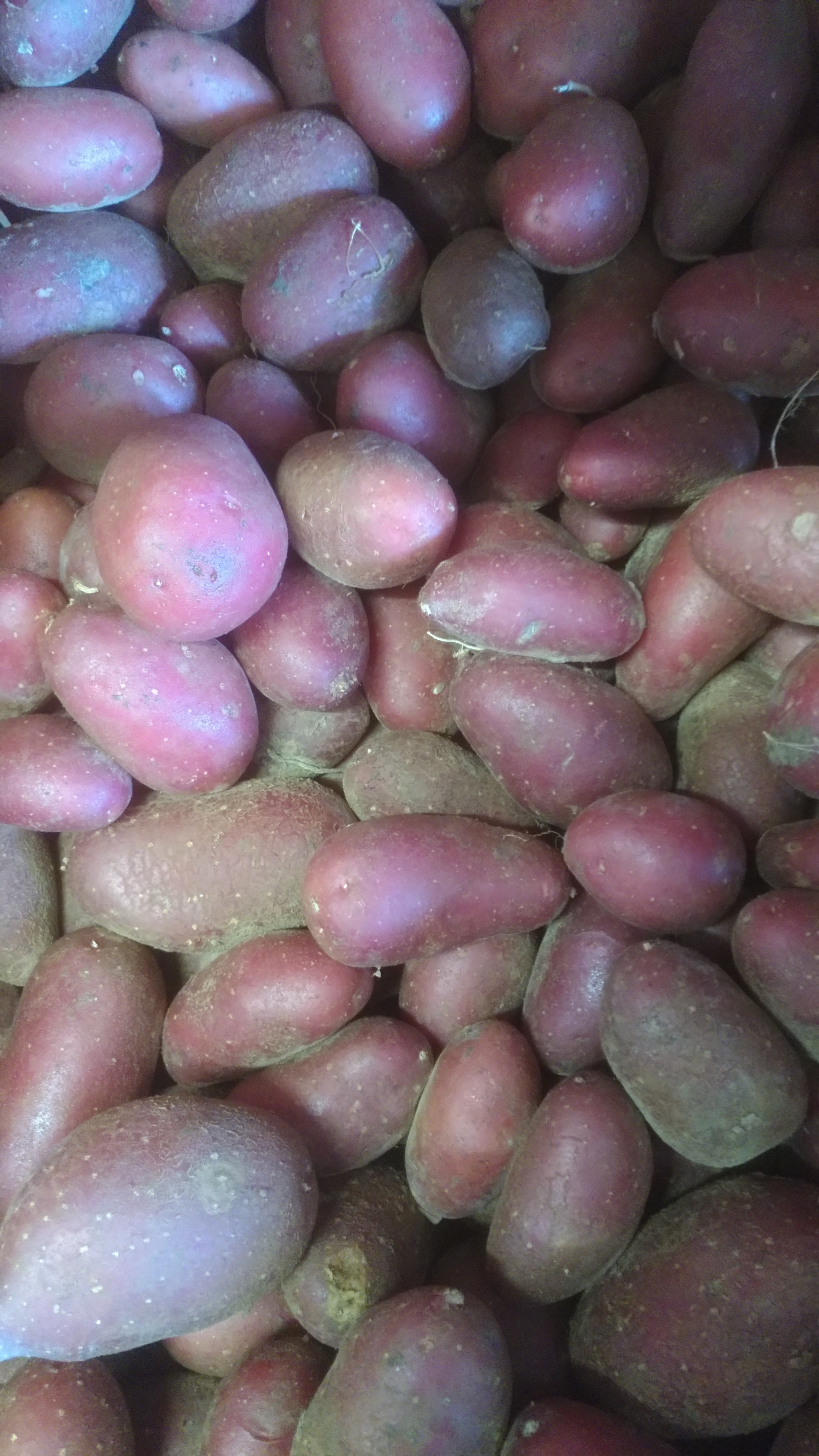 Pomme de terre chaire ferme rouge Cheyenne