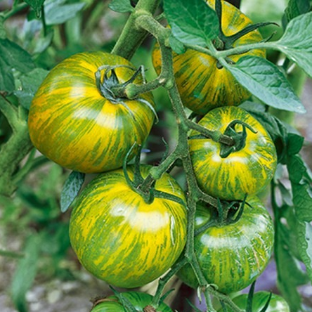Tomate Green zebra en godet 8 cm