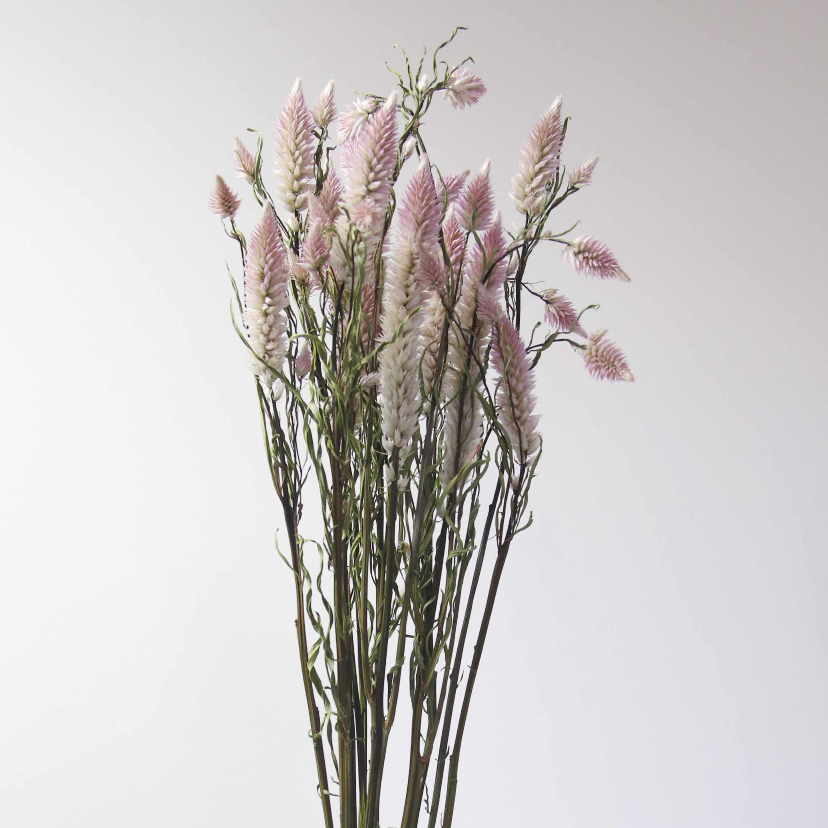 Célosie flamingo séchée