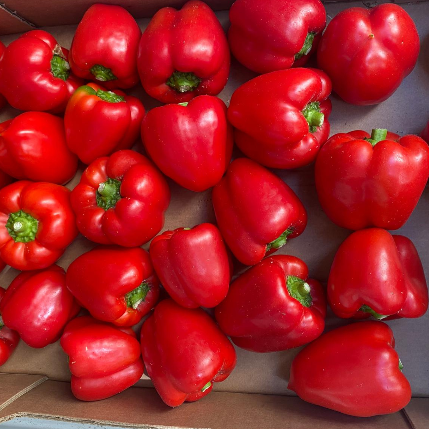 Poivron rouge Corne de boeuf