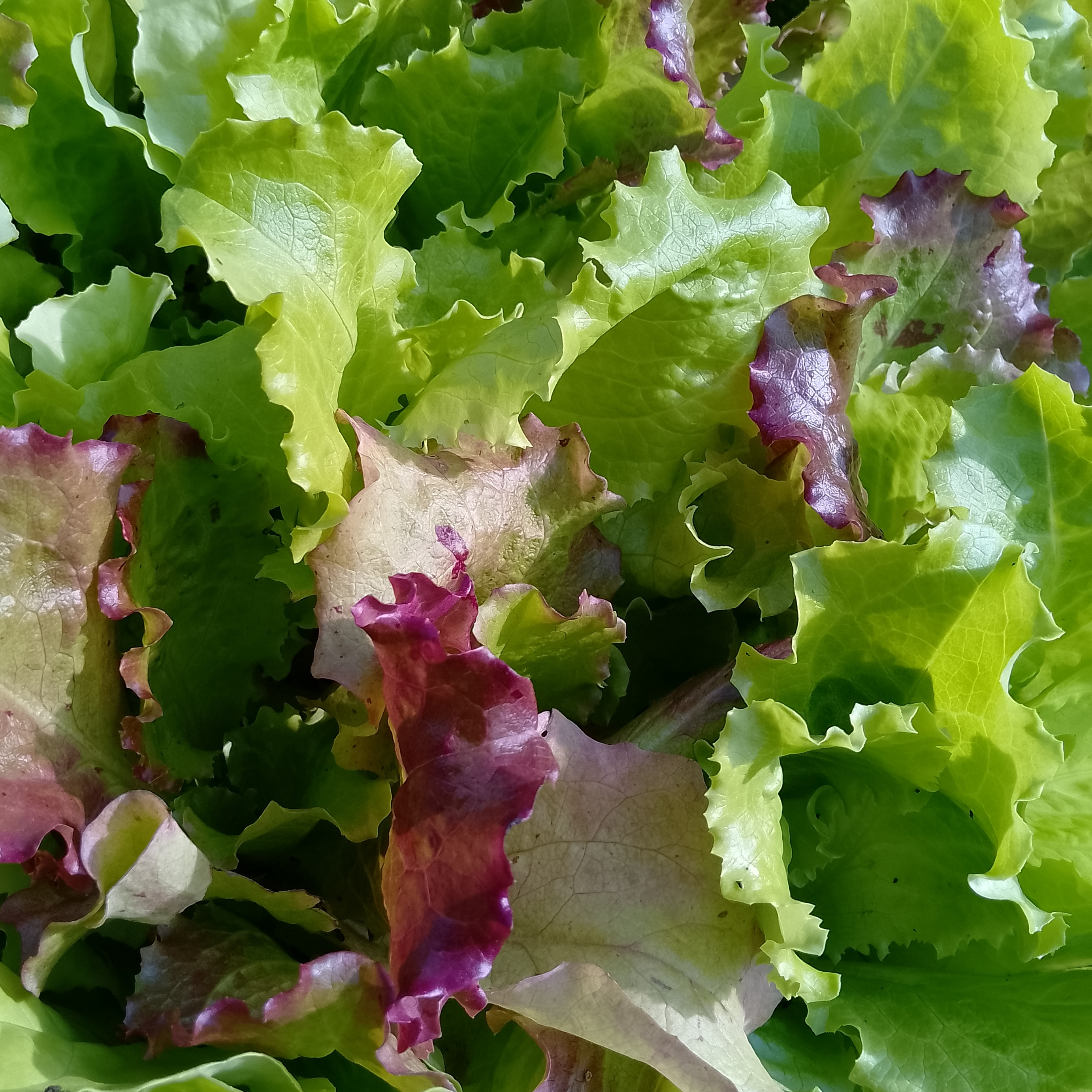 Plants de salade en mélange x 6