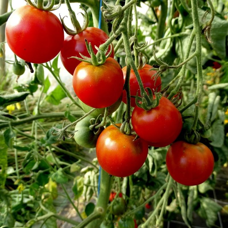 Tomate cerise Délice des jardiniers en godet 8 cm