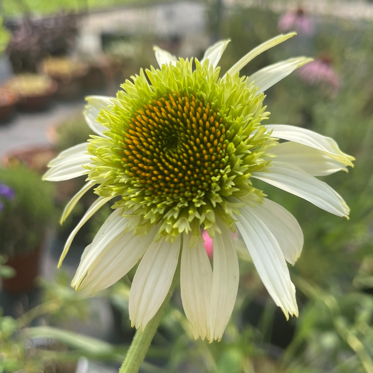 Echinacea ‘Coconut Lime’
